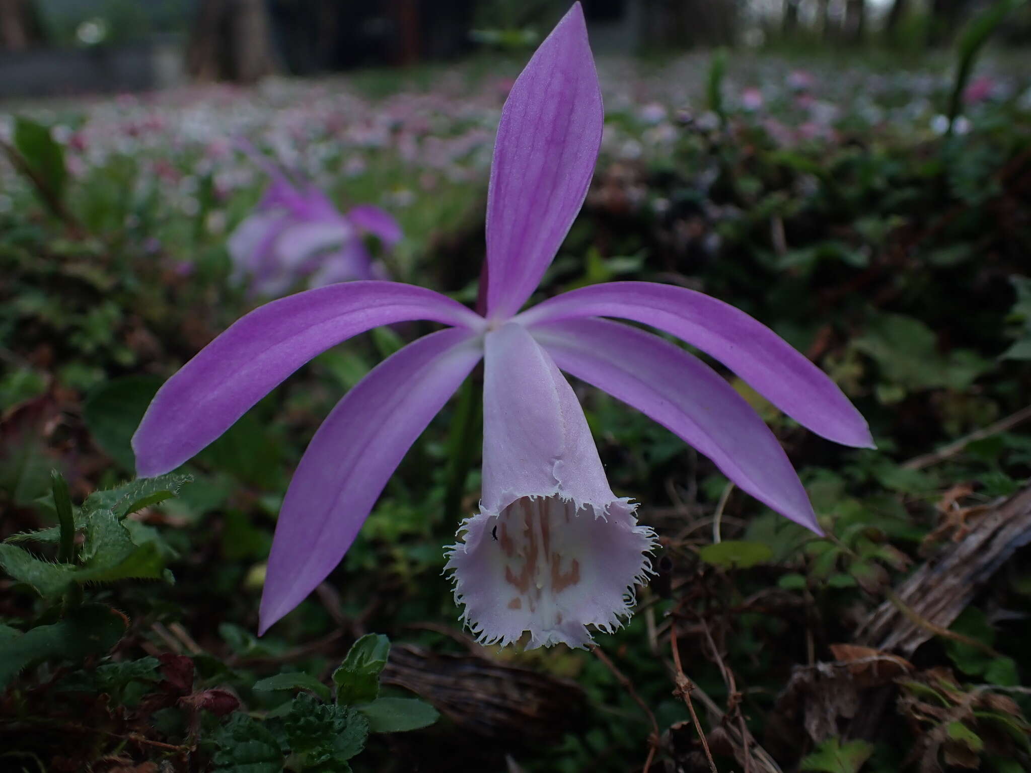 Pleione formosana Hayata resmi