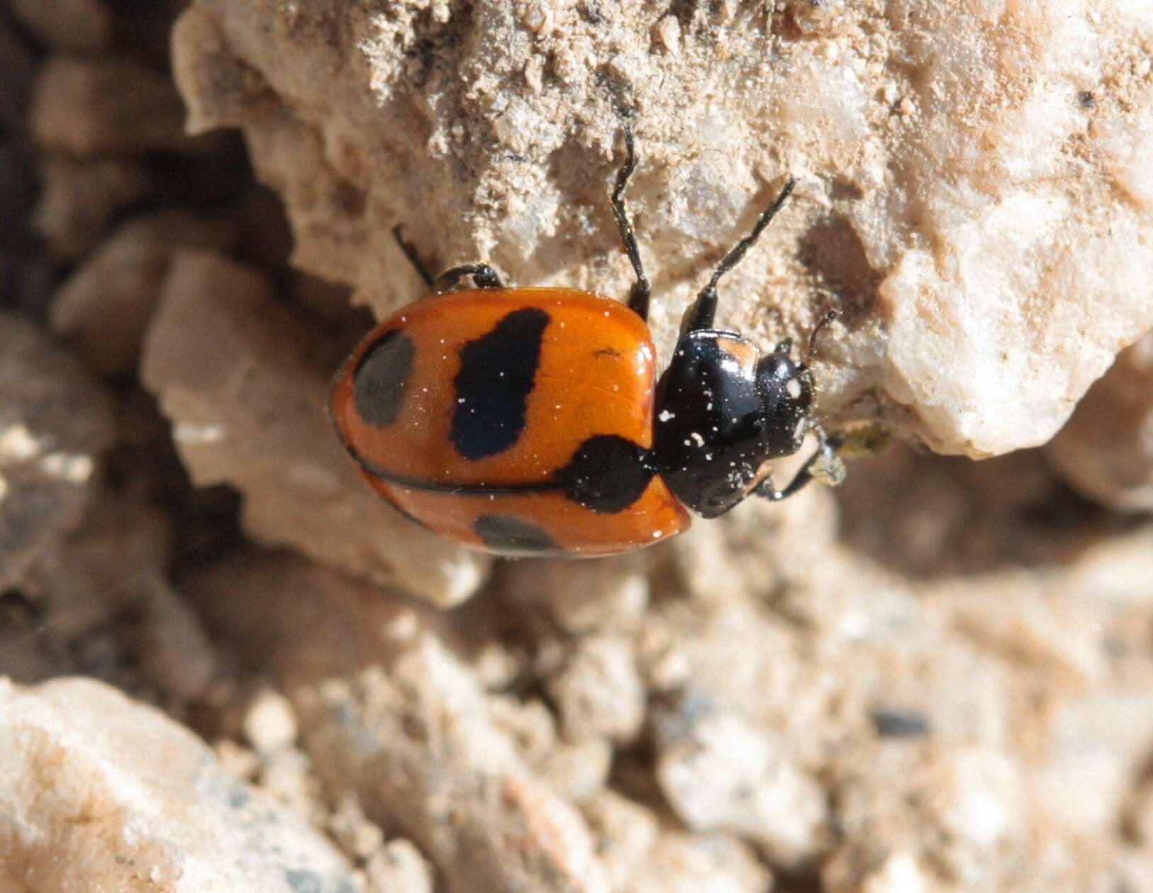 Coccinella alta Brown 1962 resmi