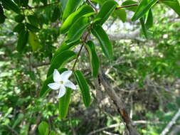 Image of Cameraria latifolia L.