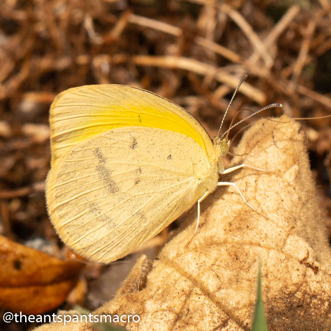 Слика од Eurema herla (Macleay 1826)