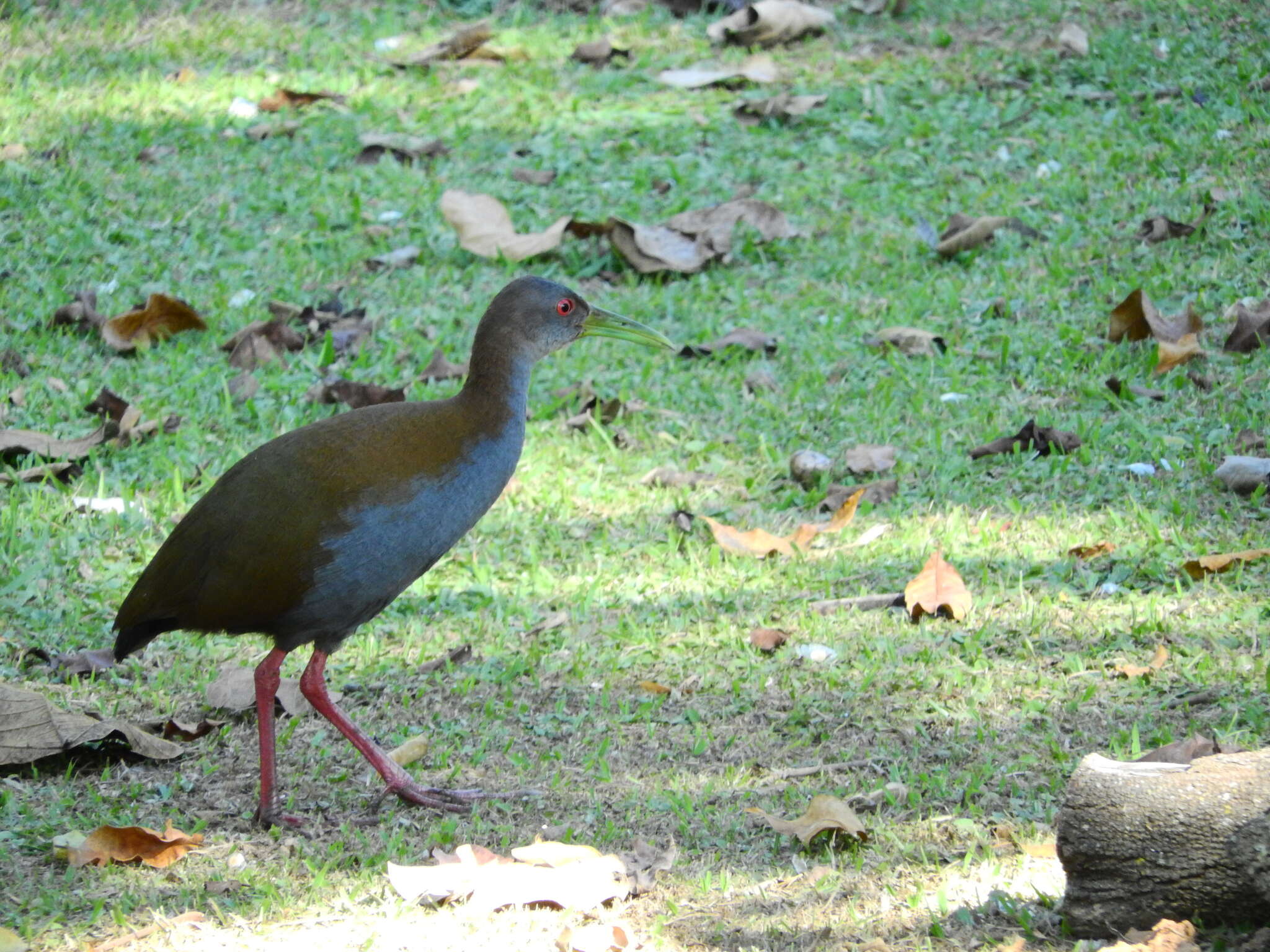 Image of Slaty-breasted Wood Rail