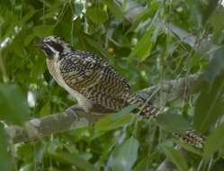 Image of Black-billed Koel