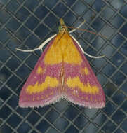 Image of Southern Purple Mint Moth