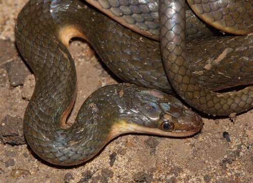 Image of Common Brown Water Snake