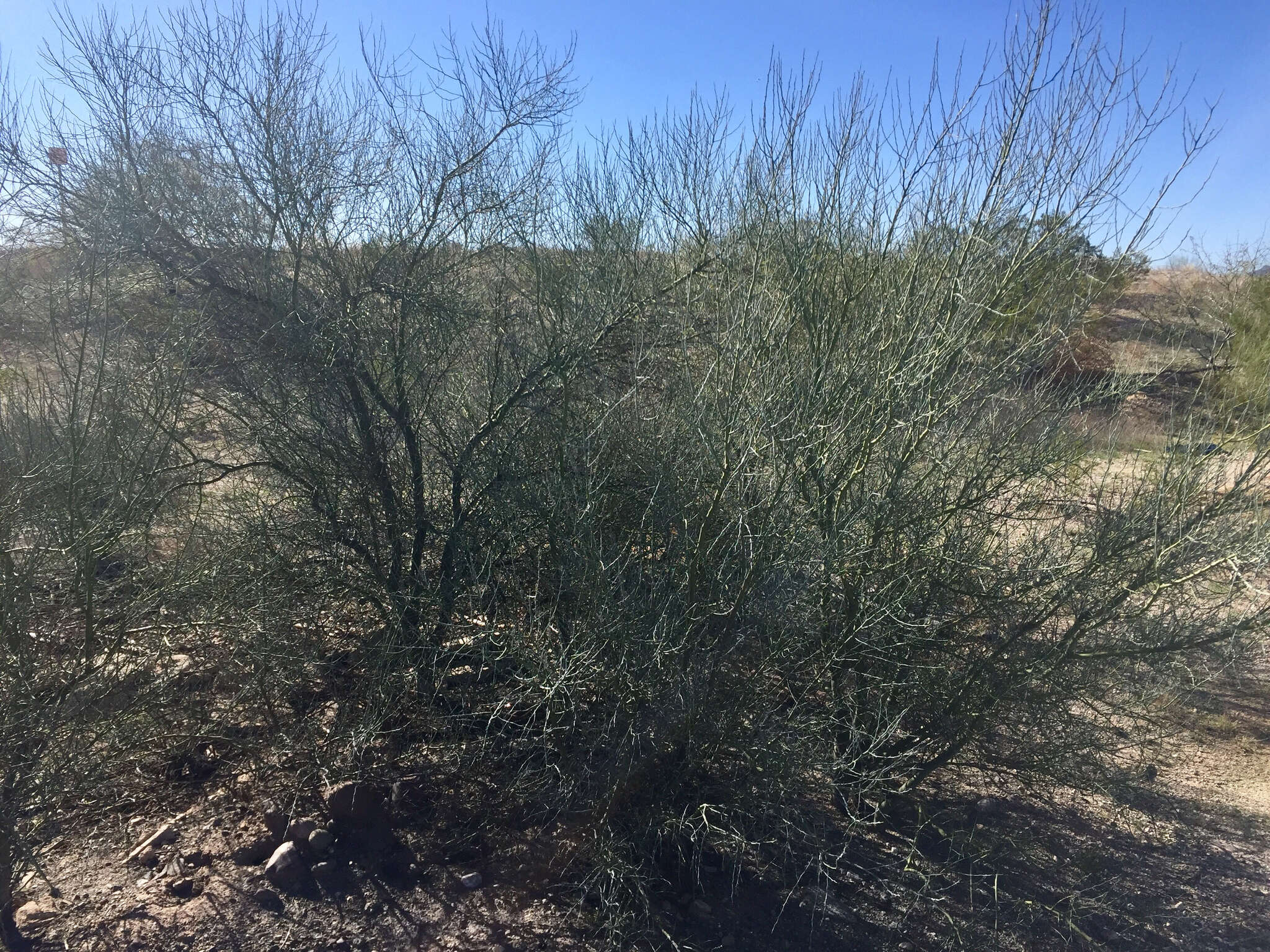 Image of Cercidium floridum