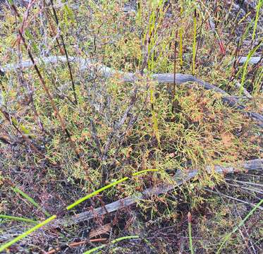 Image de Erica multiflexuosa E. G. H. Oliver