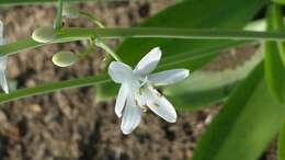 Image of Ornithogalum convallarioides H. Perrier