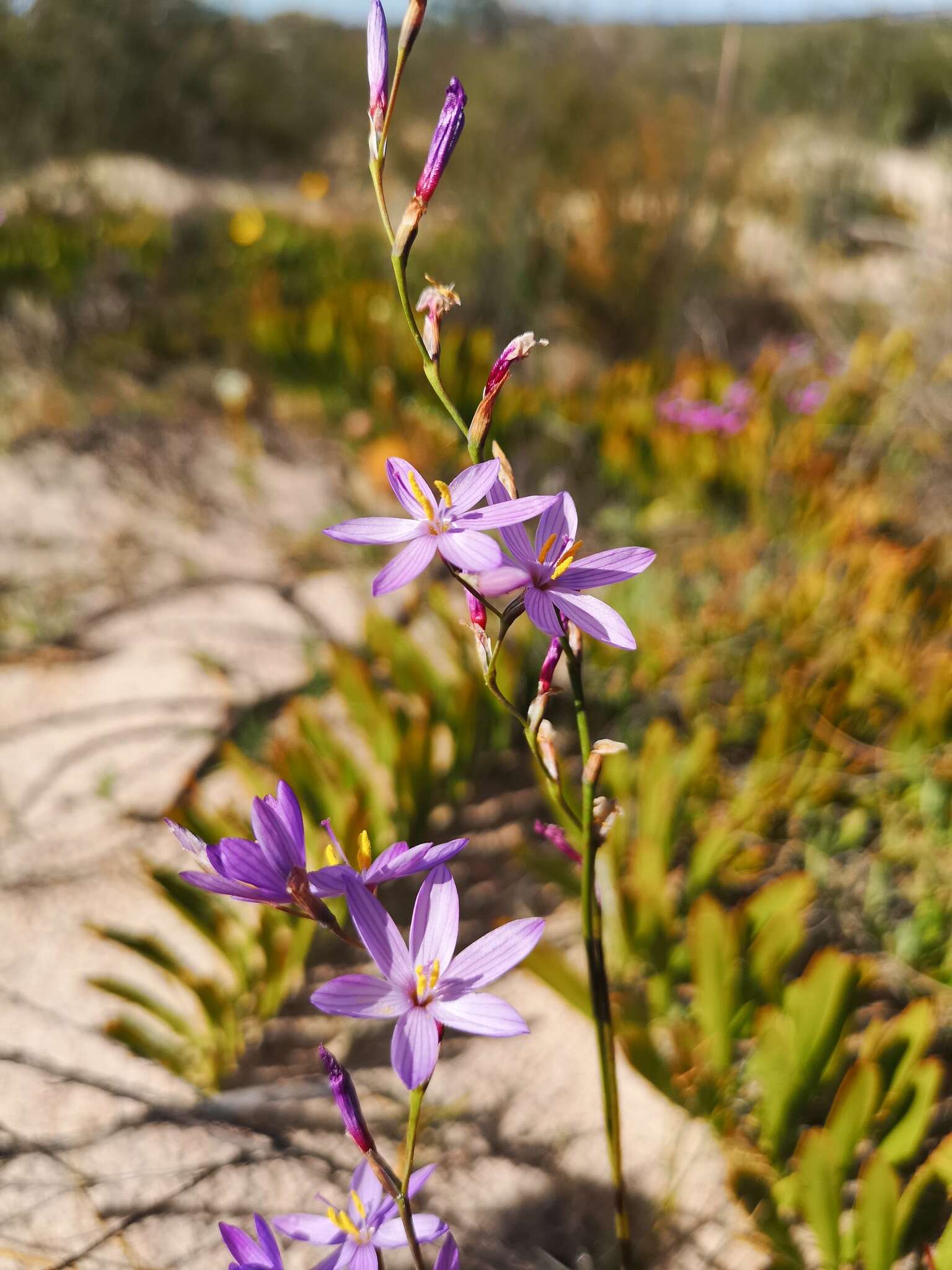 Imagem de Geissorhiza purpurascens Goldblatt