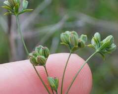 Bupleurum brachiatum C. Koch ex Boiss. resmi