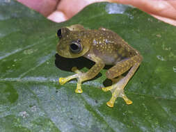 Image of Cochran frog