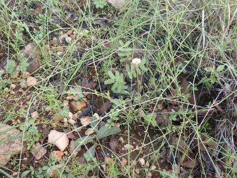 Image of running fleabane