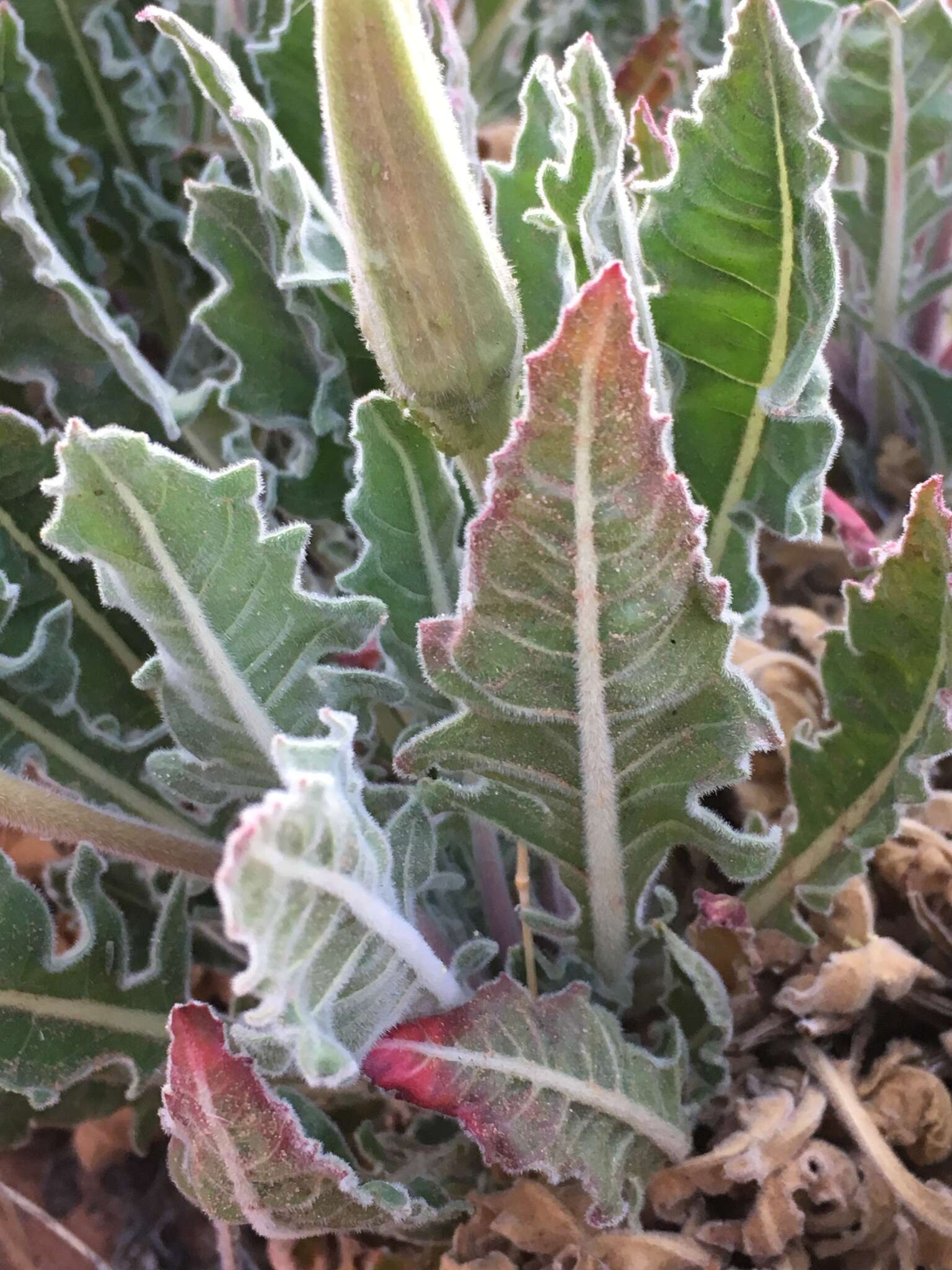 Imagem de Oenothera cespitosa Nutt.