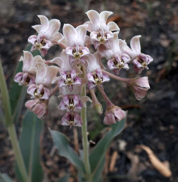 Image of Asclepias macroura A. Gray