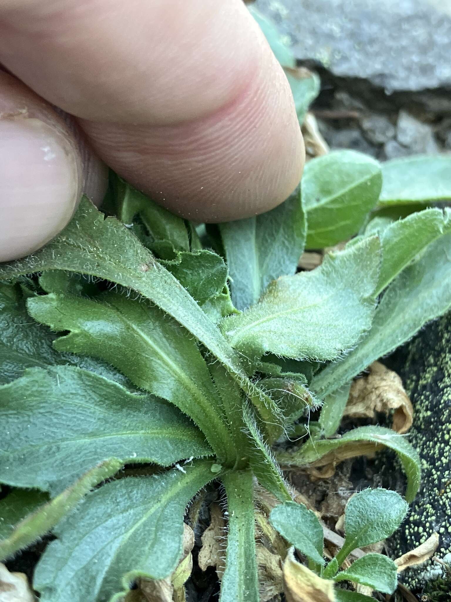 Image of Cascade fleabane