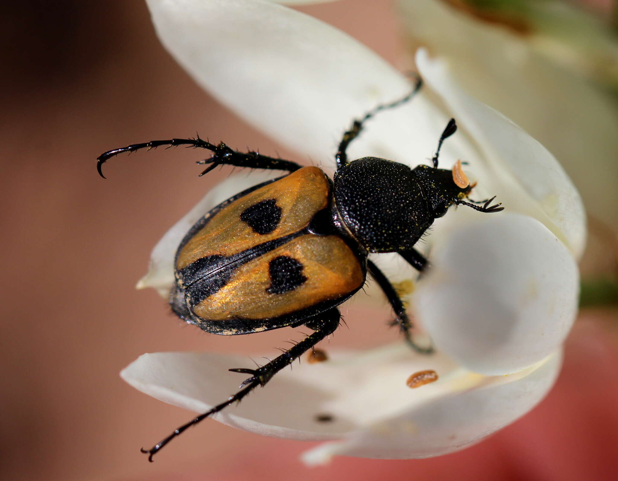 Imagem de Campulipus limbatus (Olivier 1789)