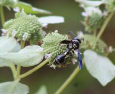 Слика од Zethus spinipes variegatus de Saussure 1852