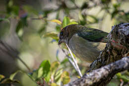 Image of Black-backed Tanager