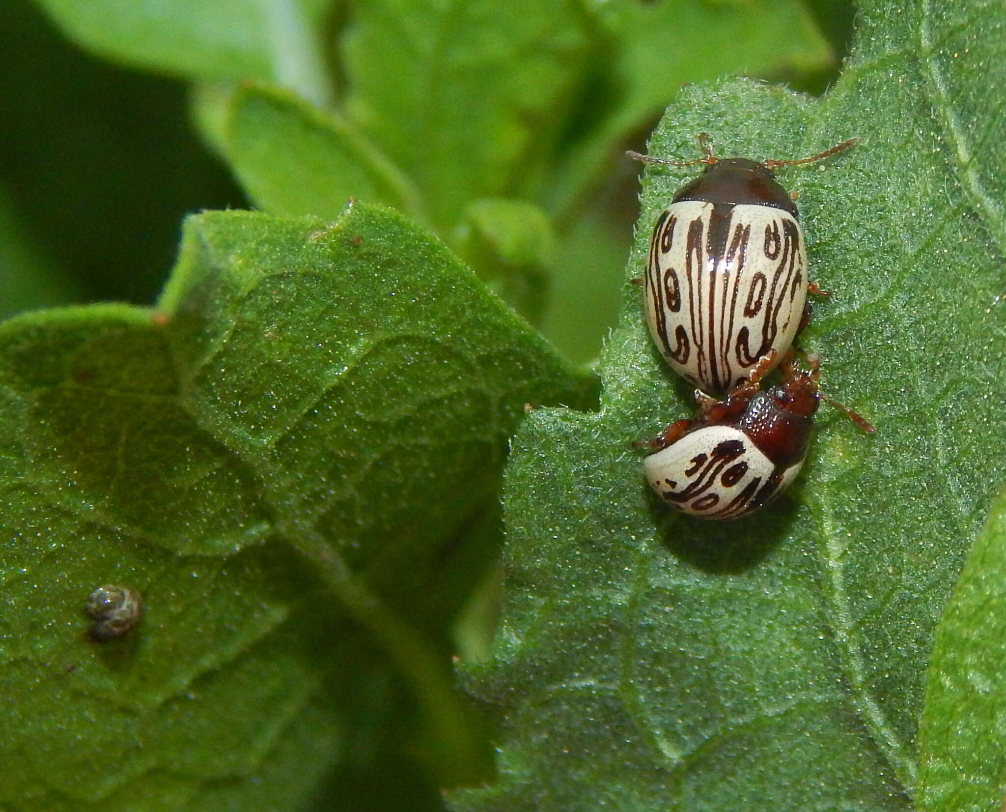 Image of Zygogramma (Zygospila) heterothecae Linell 1896