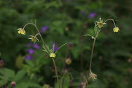 Image of Geum intermedium Ehrh.