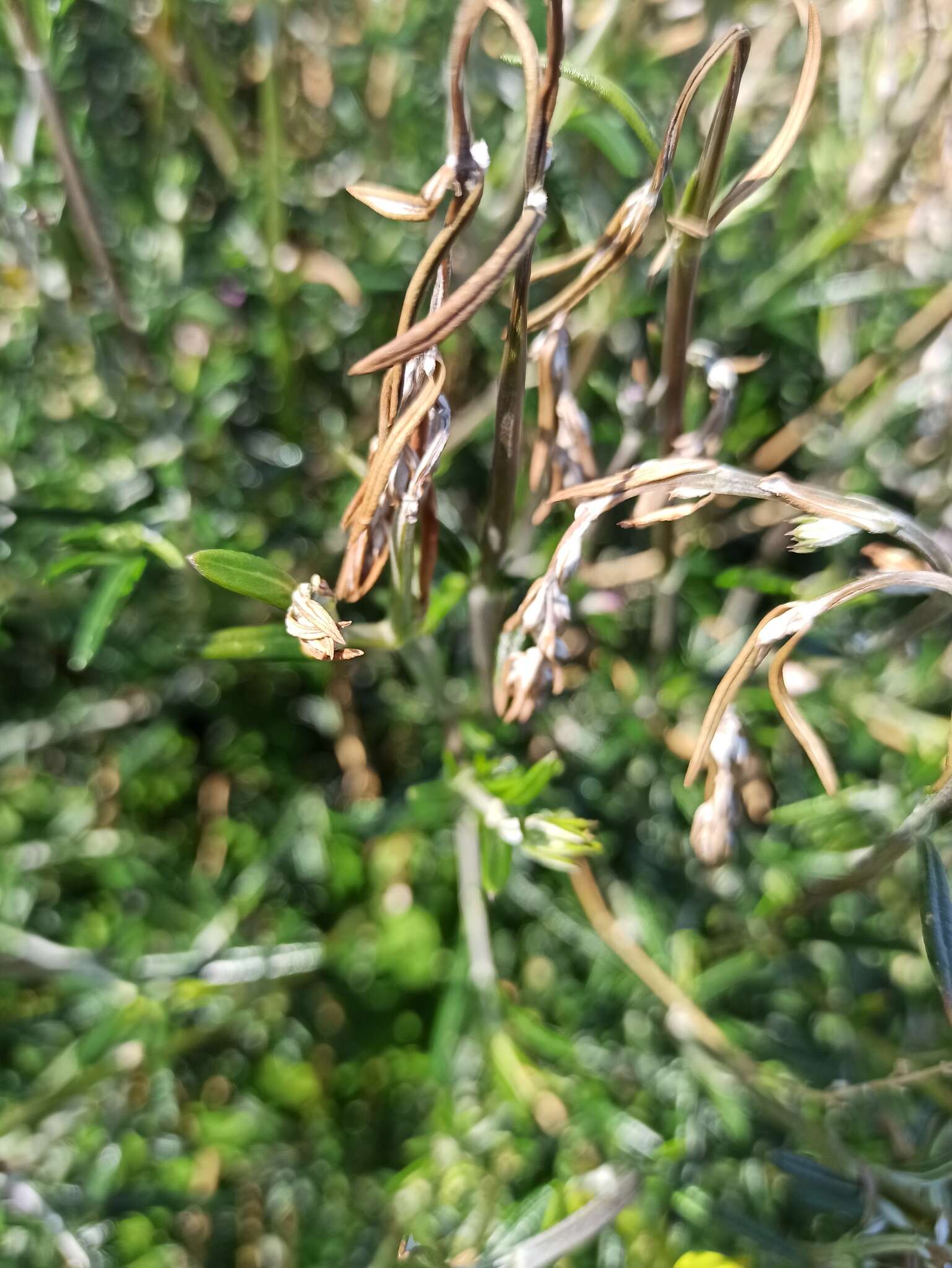 Image of Teucrium creticum L.