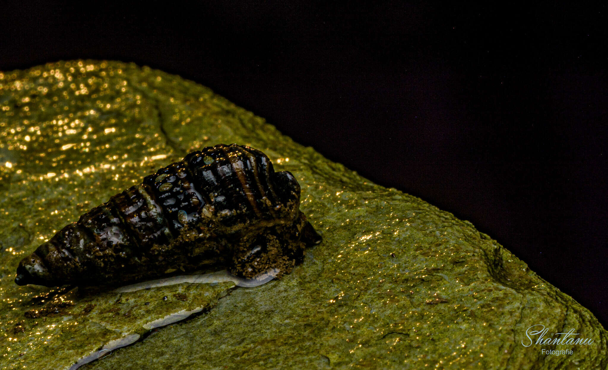 Image of girdled horn shell