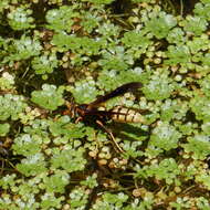 Image of Polistes comanchus de Saussure 1857