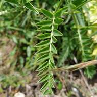 صورة Vicia cracca subsp. incana (Gouan) Rouy