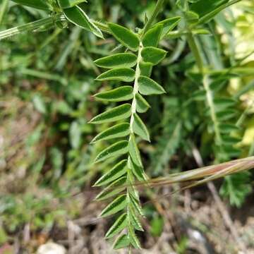 Image of Vicia cracca subsp. incana (Gouan) Rouy