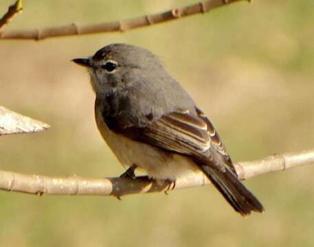 Image de Muscicapa adusta fuscula Sundevall 1850