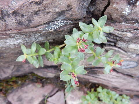 Image of ledge stonecrop