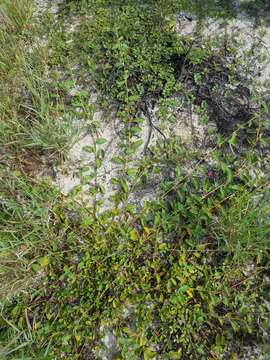 Image of Waltheria bahamensis Britton