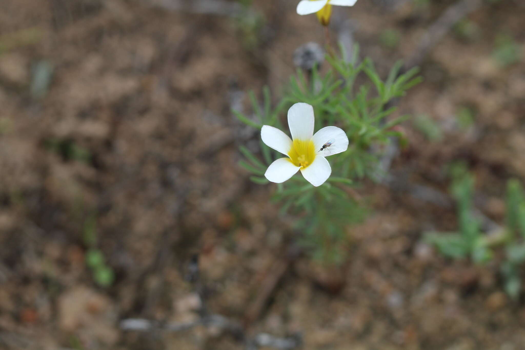 Sivun Oxalis capillacea E. Mey. ex Harv. & Sond. kuva