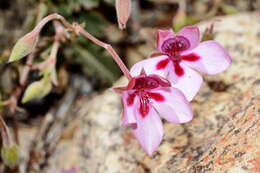 Image of Pelargonium capillare (Cav.) Willd.