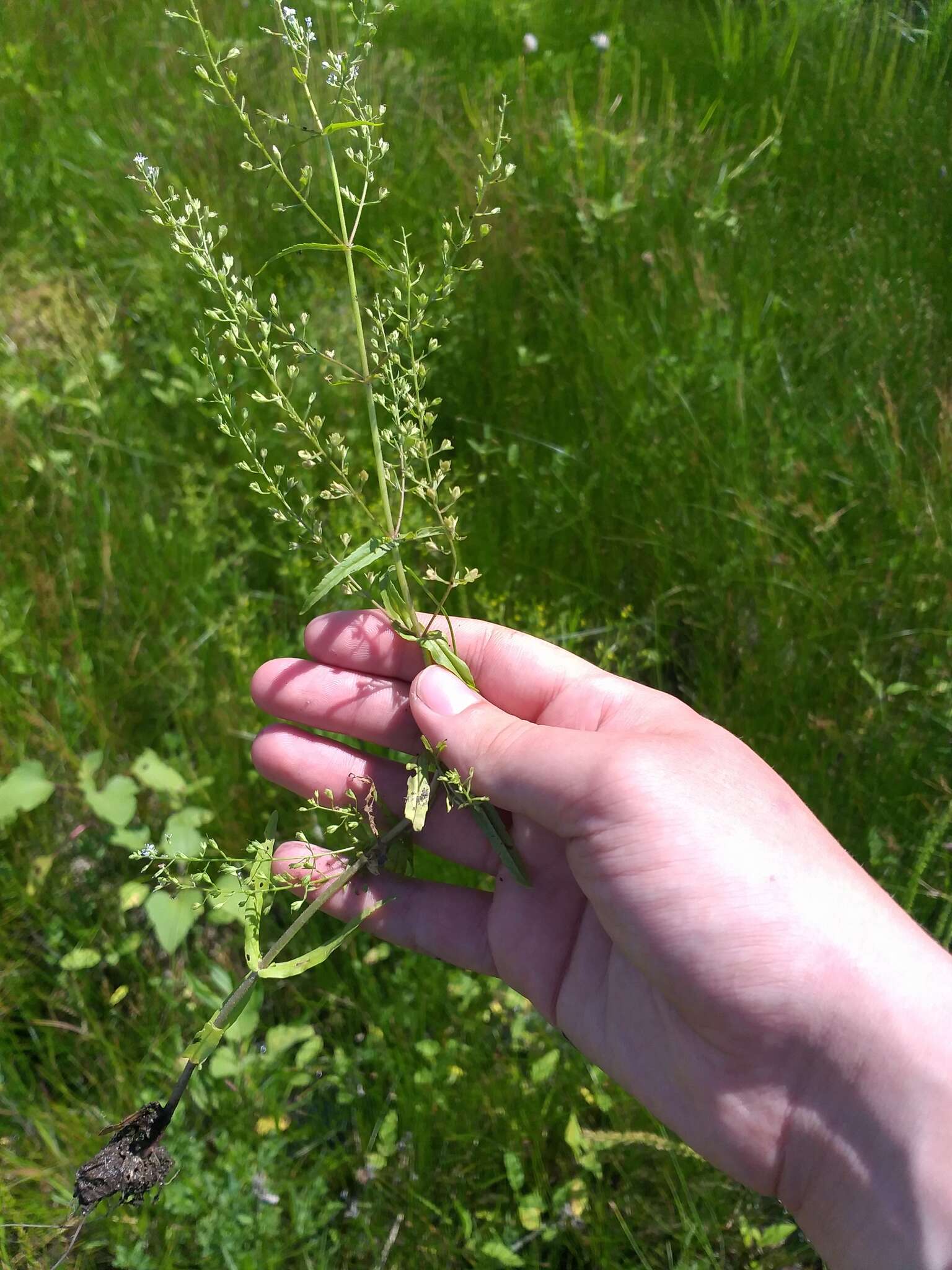 Image of Veronica anagalloides Guss.