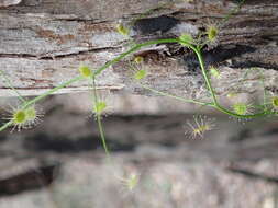 Image of Drosera pallida Lindl.