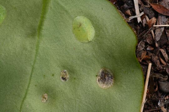 Image de Ctenochiton paraviridis Henderson & Hodgson