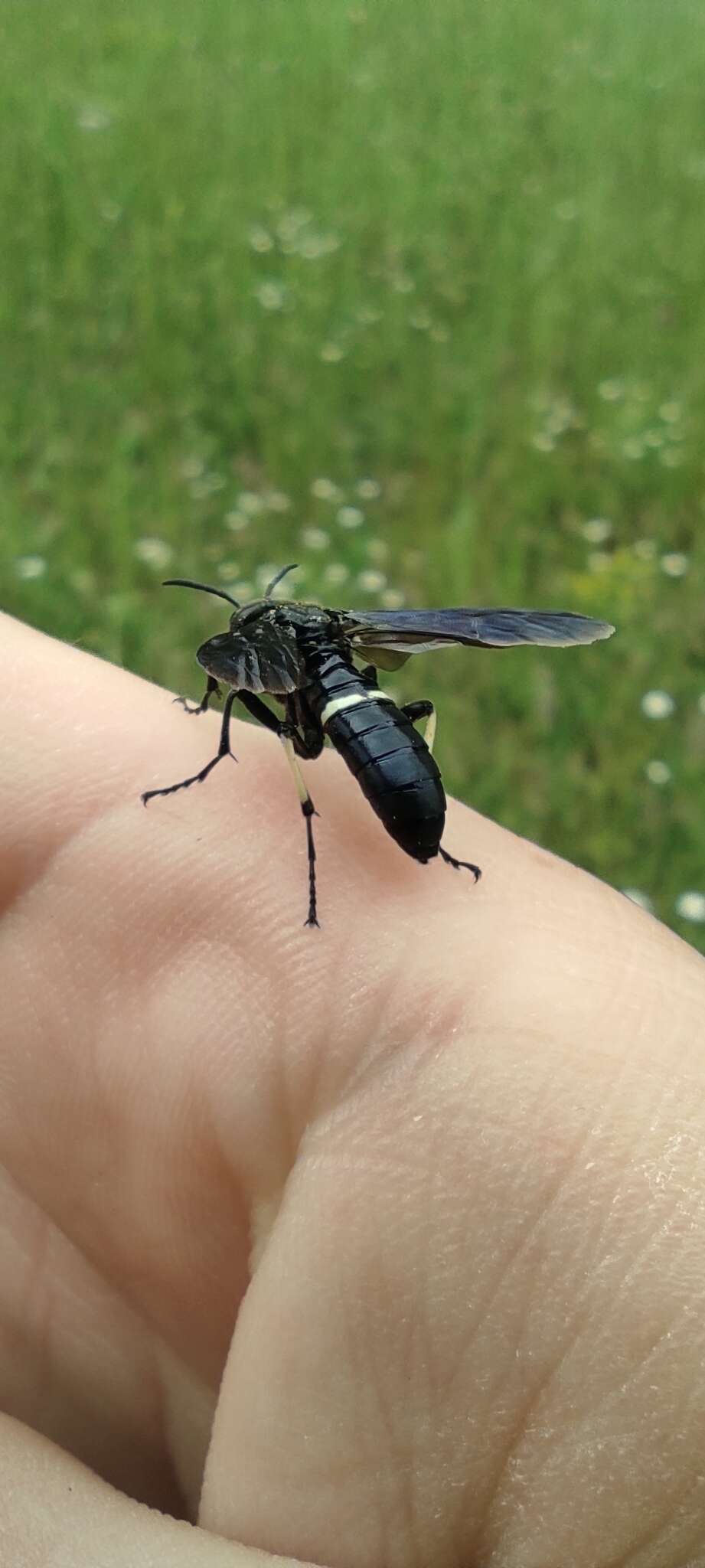 Image of Tenthredo bifasciata bifasciata