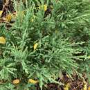 Image of Creeping Juniper