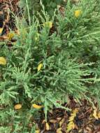 Image of Creeping Juniper