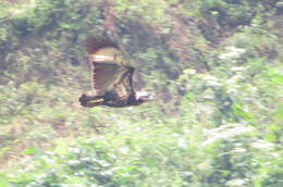 Image of Black Solitary Eagle