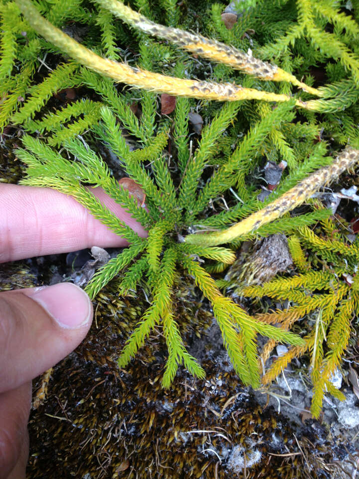 Imagem de Austrolycopodium fastigiatum (R. Br.) Holub