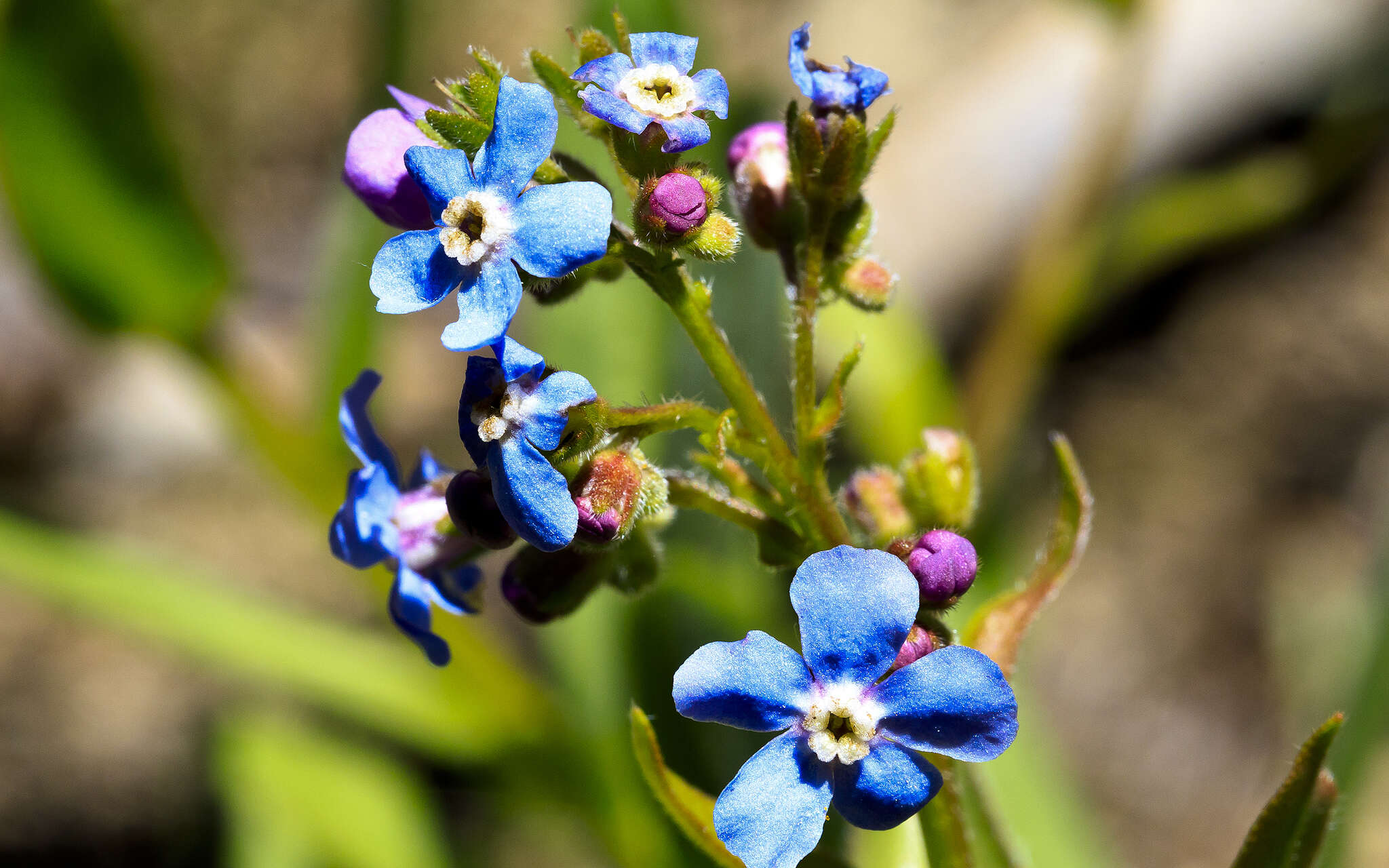 Image de Hackelia velutina (Piper) I. M. Johnst.