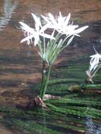 Image of Crinum natans Baker