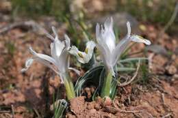 Image of Iris subdecolorata Vved.