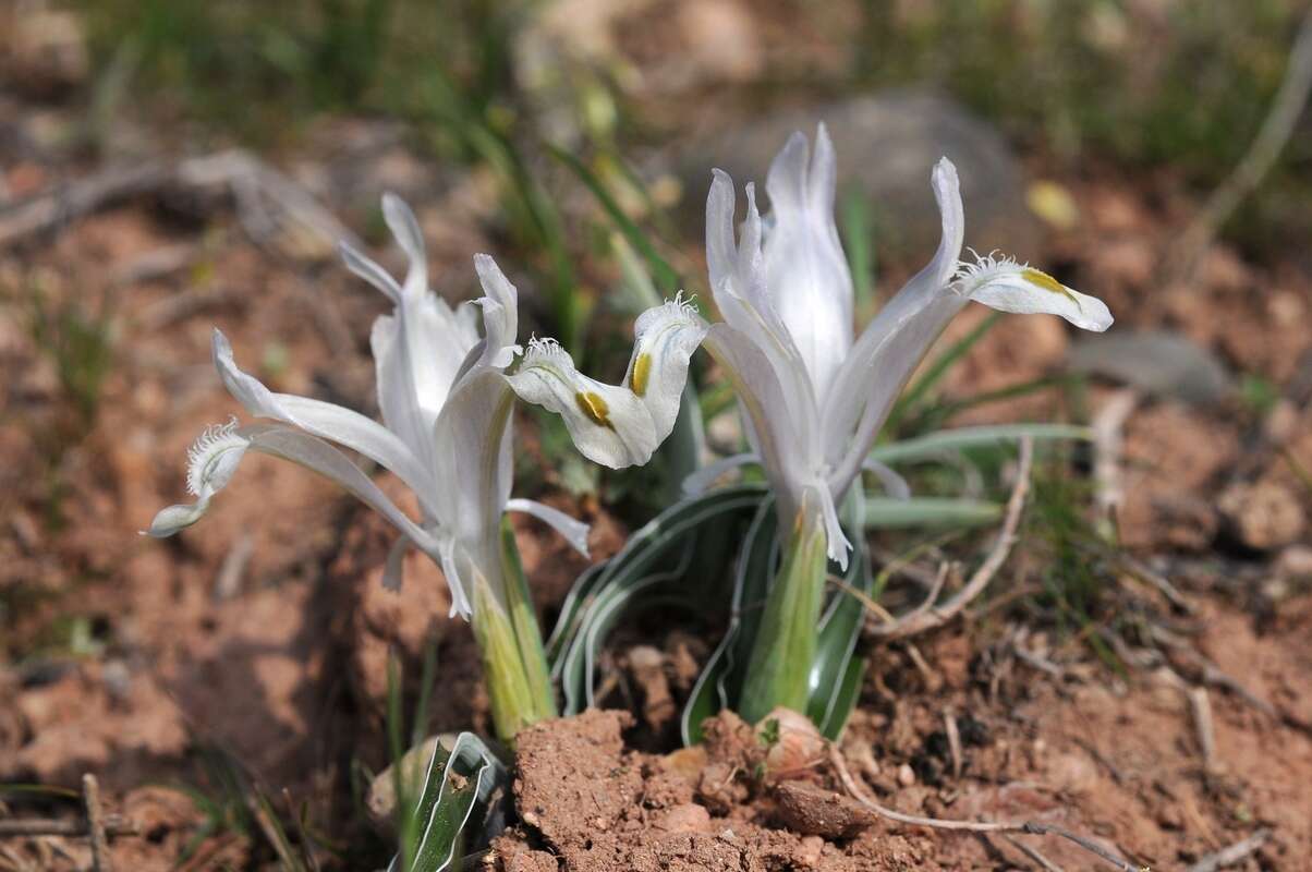 Imagem de Iris subdecolorata Vved.