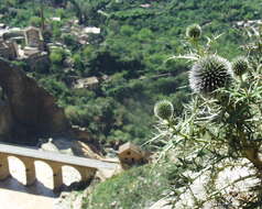 Image de Echinops bovei Boiss.