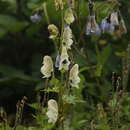 Image of Aconitum orochryseum Stapf