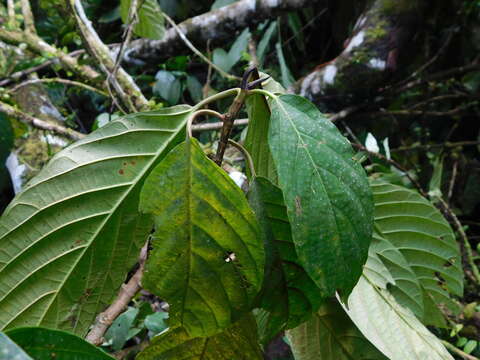 Image de Ficus lepicarpa Bl.