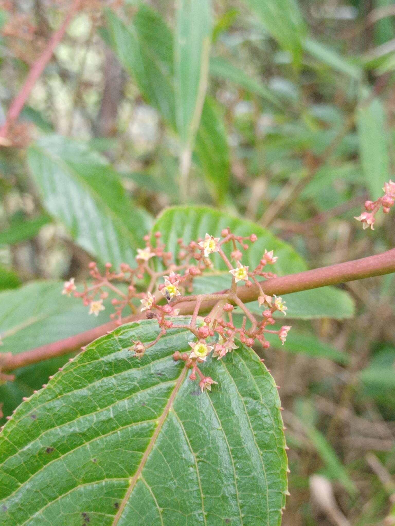 Слика од Perrottetia alpestris (Bl.) Loes.