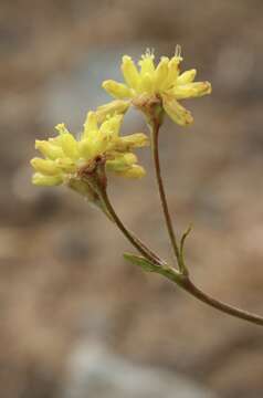 Слика од Eriogonum congdonii (S. Stokes) Reveal